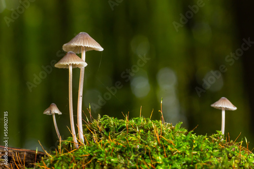 White mushrooms in the forest, Mycena piringa mushrooms