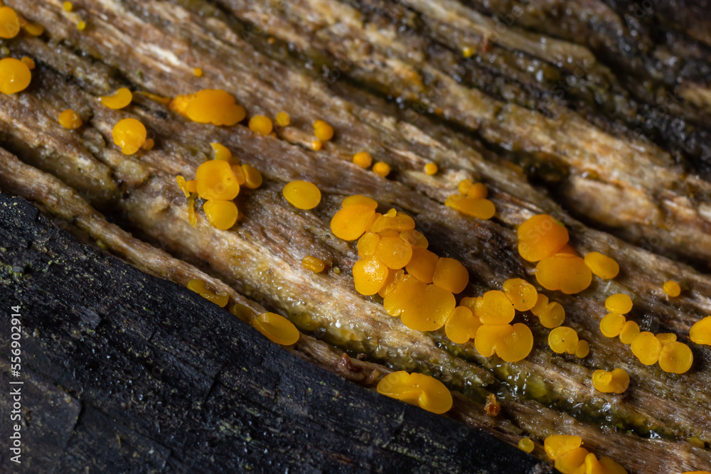 Very small fungus yellow fairy cups or lemon discos, Bisporella citrina, on old wet wood Very small fungus yellow fairy cups or lemon discos, Bisporella citrina, on old wet wood