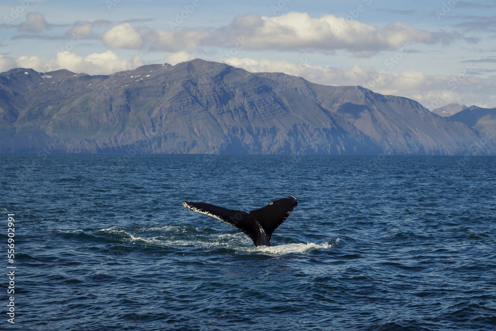 Fototapeta premium Killer whale swimming in cold sea landscape photo. Beautiful nature scenery photography with mountains on background. Idyllic scene. High quality picture for wallpaper, travel blog, magazine, article