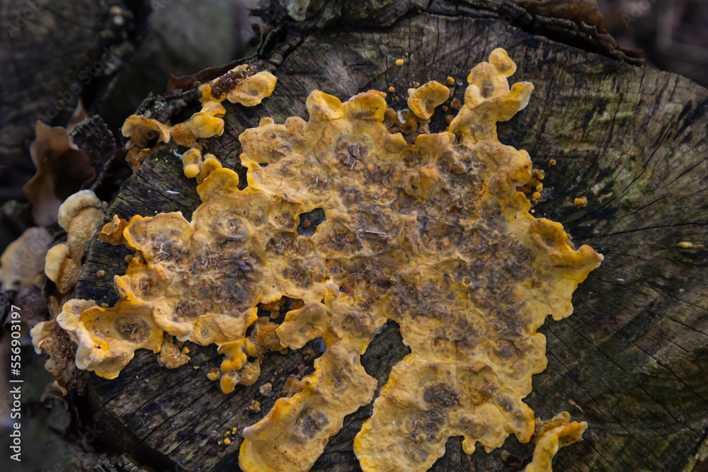 Shallow depth of field image showing some Hairy Curtain Crust Fungi. Botanical name Stereum Hirsutum