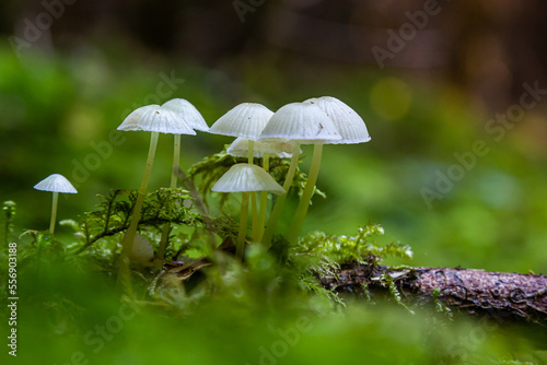 mycena epipterygia between the moss in the forest