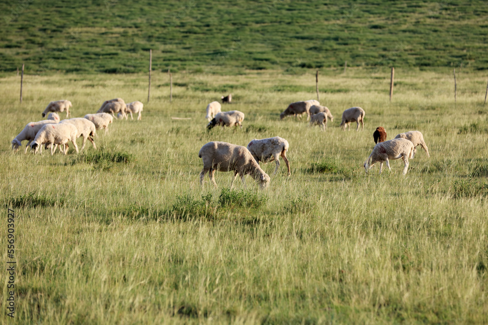 A flock of sheep are eating grass on the grassland A flock of sheep are eating grass on the grassland