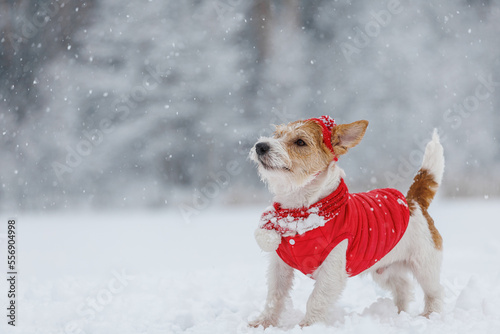 Jack Russell Terrier in a red jacket, hat and scarf stands in the forest. There is a snowstorm in the background. Christmas concept