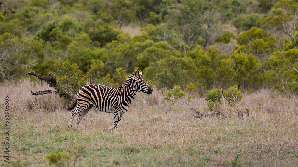 a Zebra in running motion