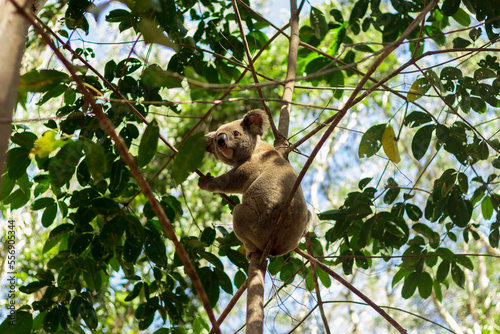 Koala