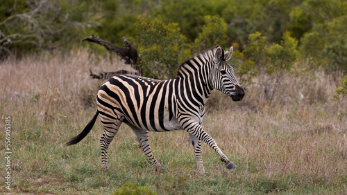 a Zebra in running motion