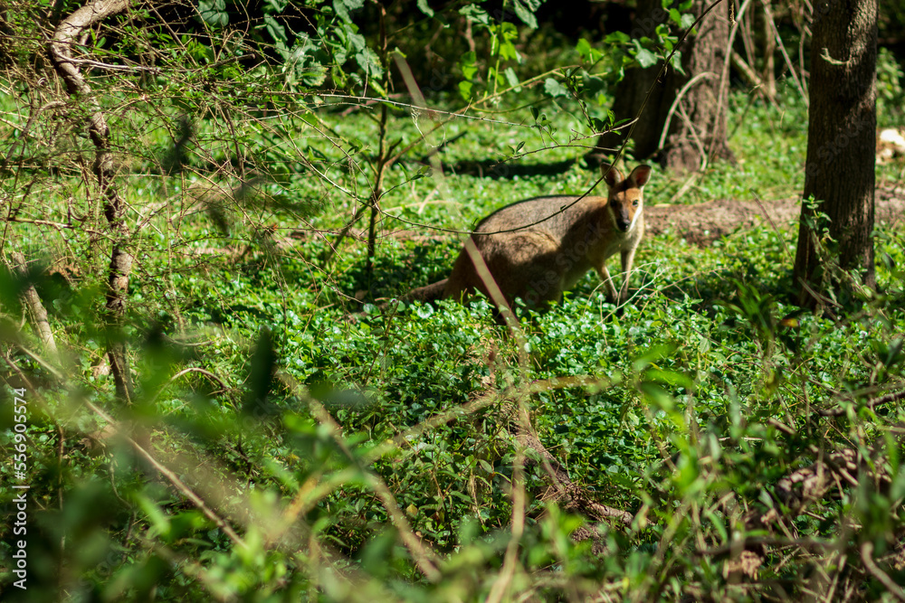 Obraz premium Wallaby