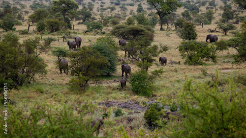 Canvas Print a breeding herd of African elephants