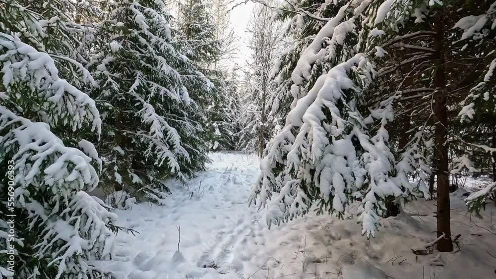 POV Walking In Between Snow Covered Forest Trees. Slow Motion
POV Walking In Between Snow Covered Forest Trees. Slow Motion