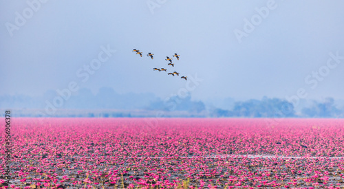 Fototapeta Naklejka Na Ścianę i Meble -  The Lesser Whistling-Duck flying on the lake and red lotus at Udonthani province, Thailand.