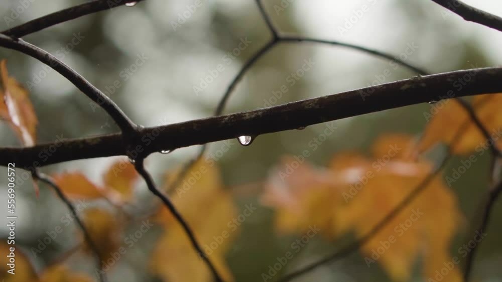 Water droplet falling from a tree branch in the rain during the fall season. Water droplet falling from a tree branch in the rain during the fall season.