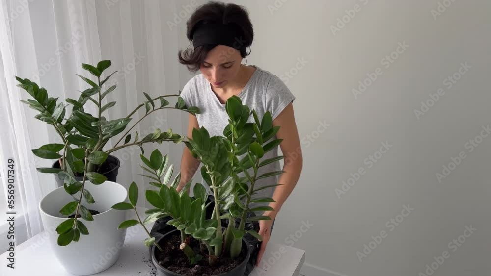 White Race woman Gardener Transplants Plants. Home Garden Plants into New Pots for More Favorable Growth. Caring for Indoor Plants Changing Plant Soil. Concept of home garden, green house White Race woman Gardener Transplants Plants. Home Garden Plants into New Pots for More Favorable Growth. Caring for Indoor Plants Changing Plant Soil. Concept of home garden, green house