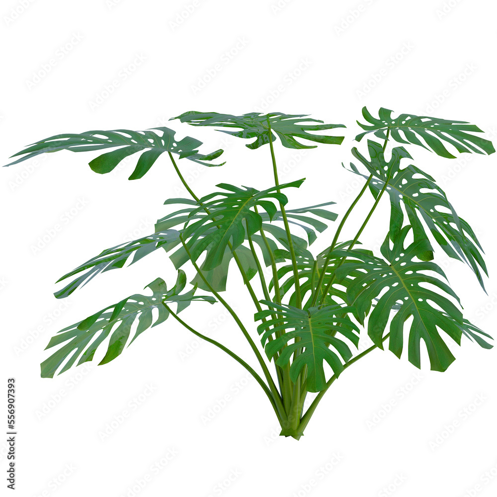 tropical leaves isolated on empty background tropical leaves isolated on empty background