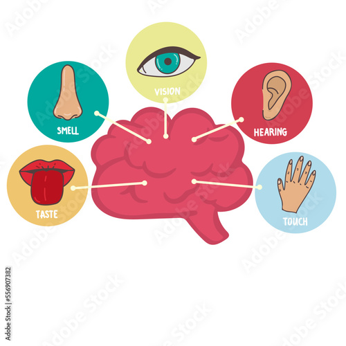 Five human senses line icons set. Vision, smell, hearing, touch, taste icons. Human sensory organs. Eye, nose, ear, hand, mouth icon set
