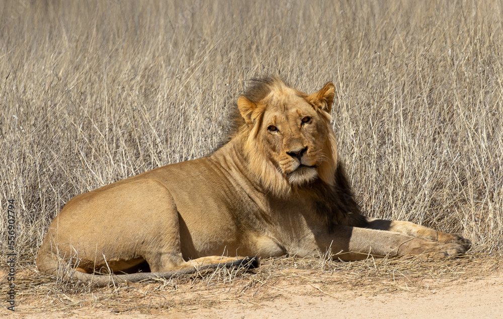 Close up of lion staring into camera