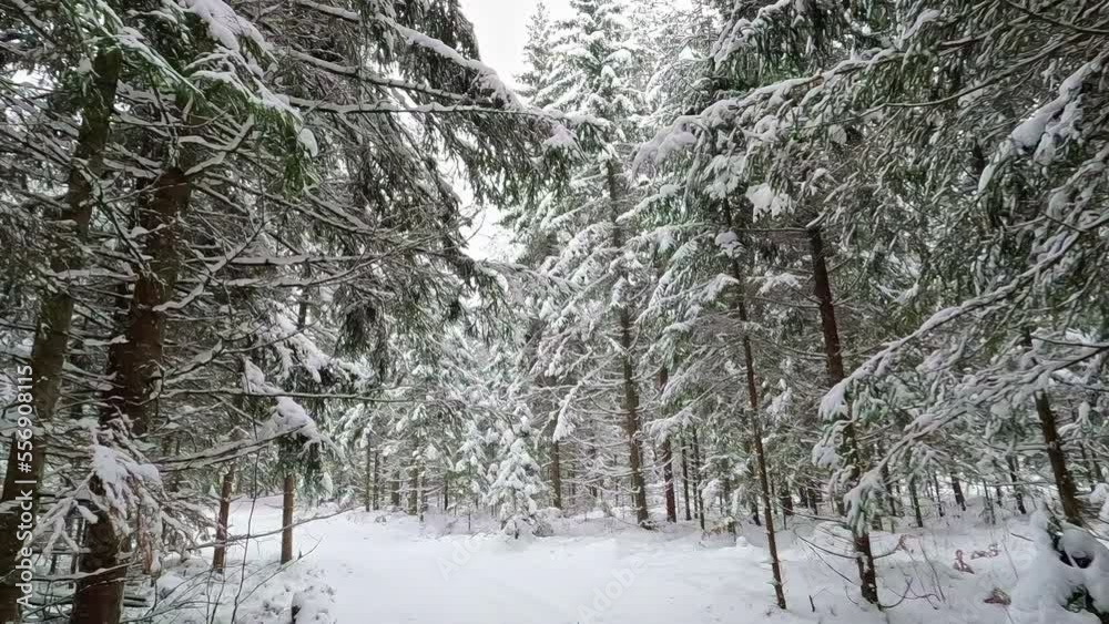Camera push-in in a winter pine forest covered in white snow in slow motion Camera push-in in a winter pine forest covered in white snow in slow motion