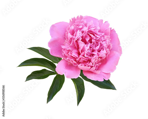 Pink peony flower and leaves isolated on white or transparent background