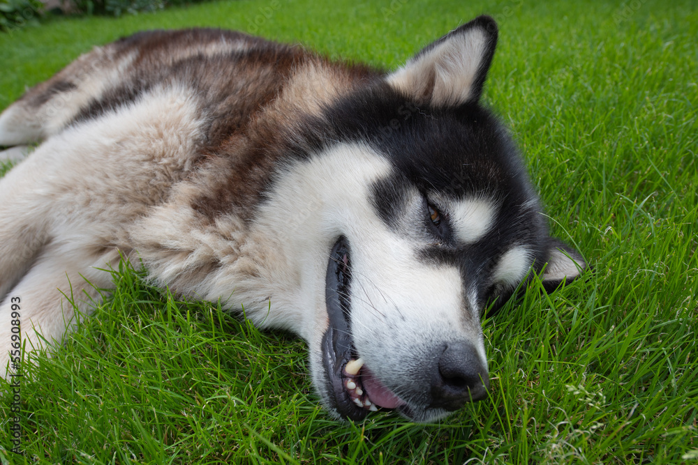 Alaska malamute