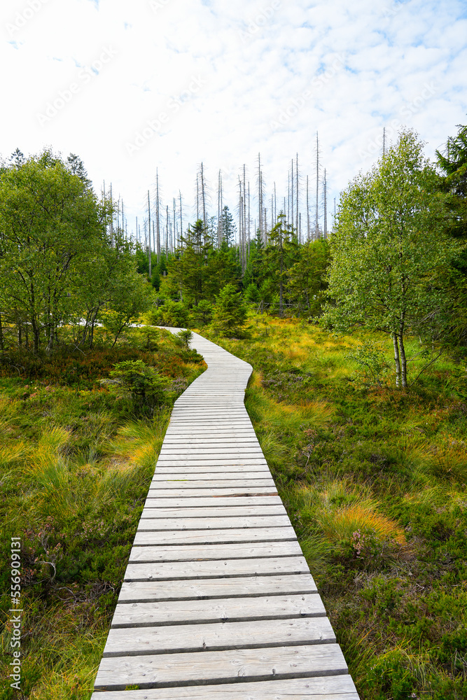 Obraz premium Landscape at the Torfhausmoor in the Harz National Park. Nature at the rain bog near Torfhaus. 