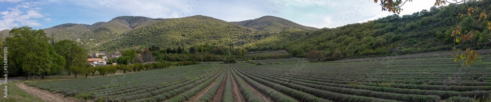 Panoramic view of a lavander field in springtime - Auribeau - Vaucluse - Luberon - Provence Alpes Cote d'Azur - France - obrazy, fototapety, plakaty 