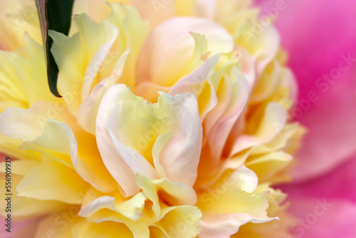 フリルのように縮れた花びらが印象的な、白、黄、ピンク色が混ざり合った色合いのバラ花部のマクロ接写画。