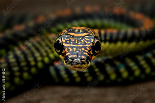 Paradise Tree Snake or Paradise Flying Snake (Chrysopelea paradisi) is a species of snake found in South Eastern Asia.