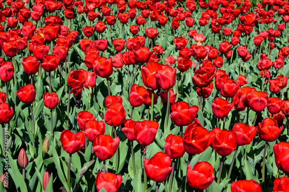 Many delicate vivid red tulips in full bloom in a sunny spring garden, beautiful outdoor floral background photographed with soft focus