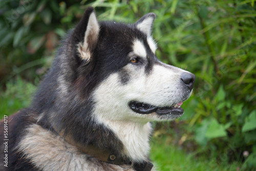 Foto Alaska malamute