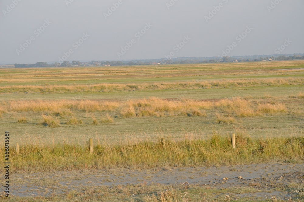 Salt marshes of the bay of  Mont Saint Michel