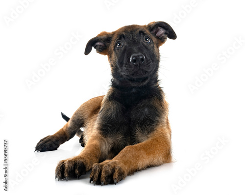 puppy malinois in studio