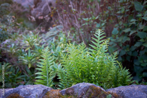 Polypodium vulgare, the common polypody, is an evergreen fern of the family Polypodiaceae. photo