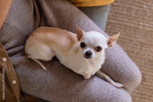 Small white chihuahua dog on woman s lap.