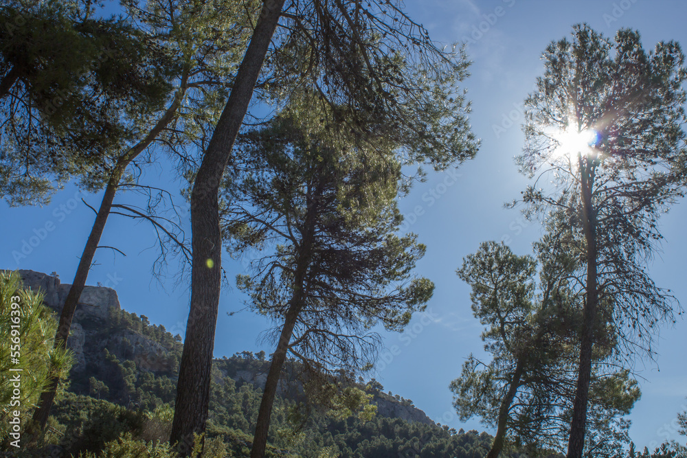 Obraz premium Contraluz