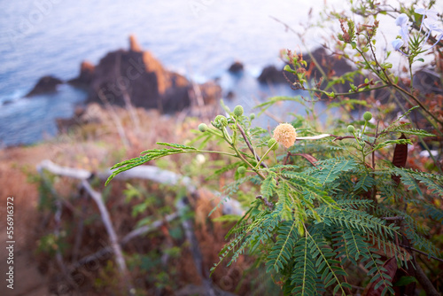 Detail of shrub Leucaena leucocephala in coast of Madeira, Portugal. Jumbay, pearl wattle, white leadtree, river tamarind, ipil-ipil, tan tan, white popinac. photo