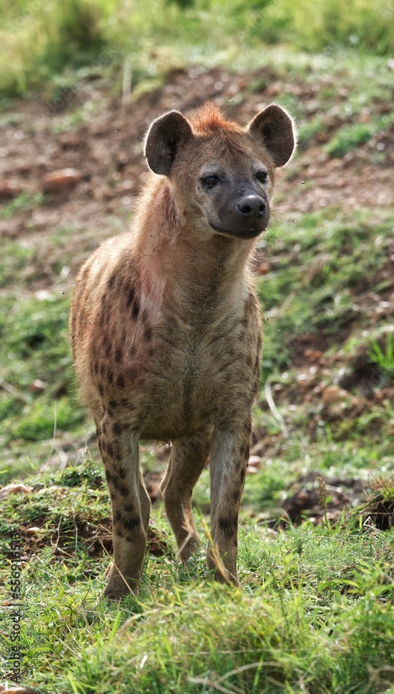 spotted hyena cub spotted hyena cub