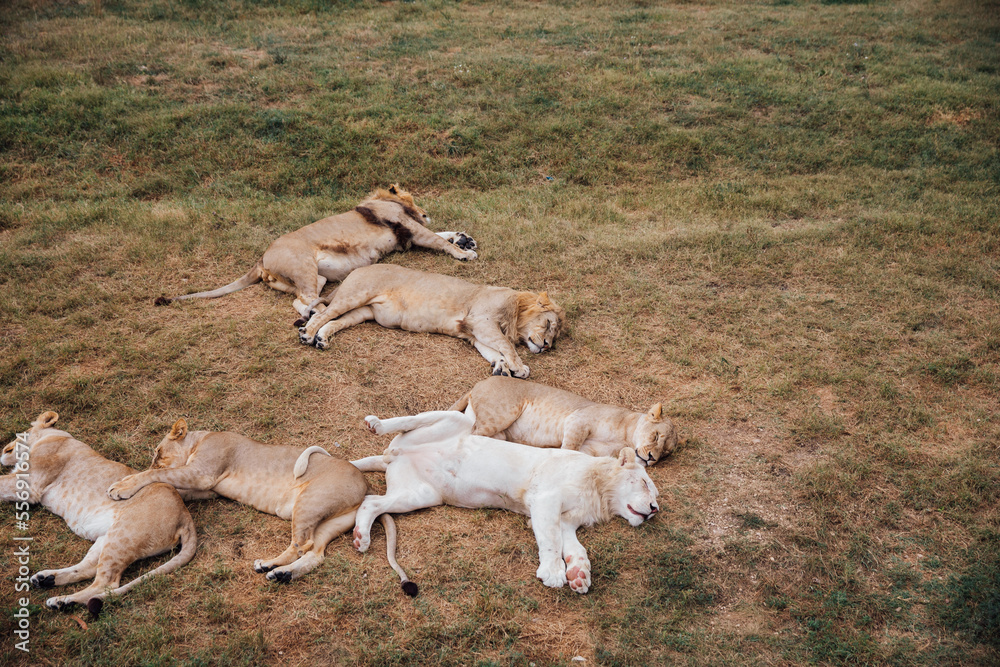 lion pride sleeps in the zoo's swan