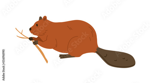 Beaver, wild forest rodent eating wood branch with teeth. North woods animal ...
