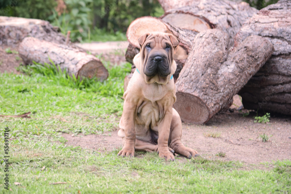 perro, animal, mascota, cachorro, canino, café, mamífero, cuca, retrato, engendrar, boxeador, aislada, pedigrí, sentada, domestica, purasangre, cachorrito, adorable, blanco, amiga, chistoso, perro, ca