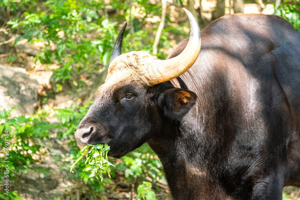 A huge brown African cow with beautiful horn is grazing grass in the jungle of parkland. Animal portrait photo, selective face focus. A huge brown African cow with beautiful horn is grazing grass in the jungle of parkland. Animal portrait photo, selective face focus.