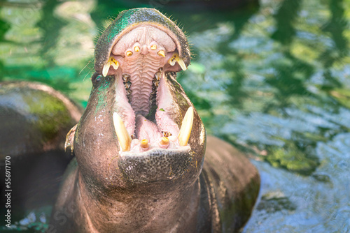 A huge hippopotamus is opening mouth to waiting for food feeding. Animal portrait in action photo, selective focus.