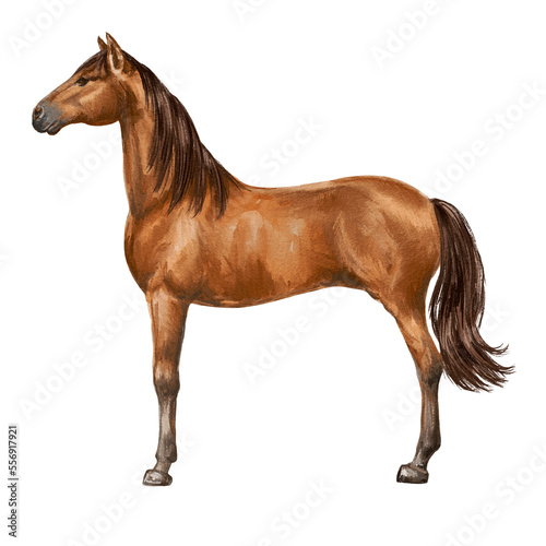 Fototapeta Naklejka Na Ścianę i Meble -  Horse illustration on transparent background. Animal drawing.