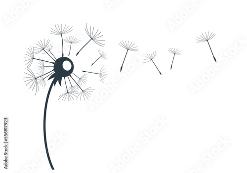 The Field dandelion flower sketch.