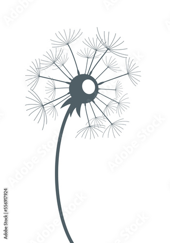 The Field dandelion flower sketch.