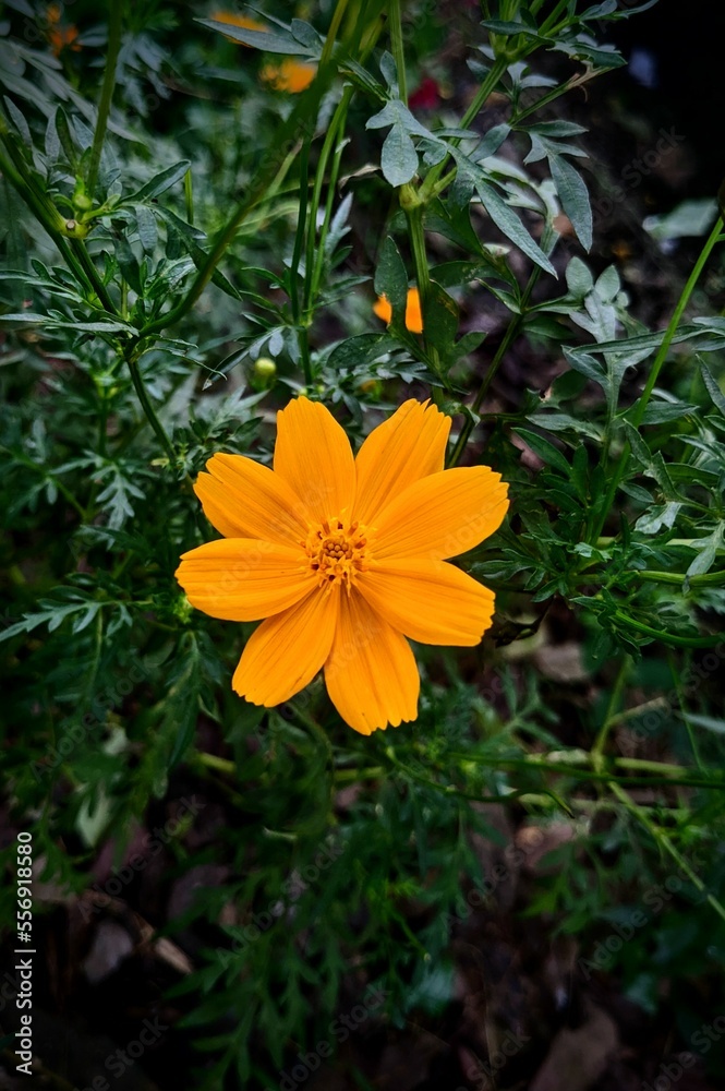 orange flower orange flower