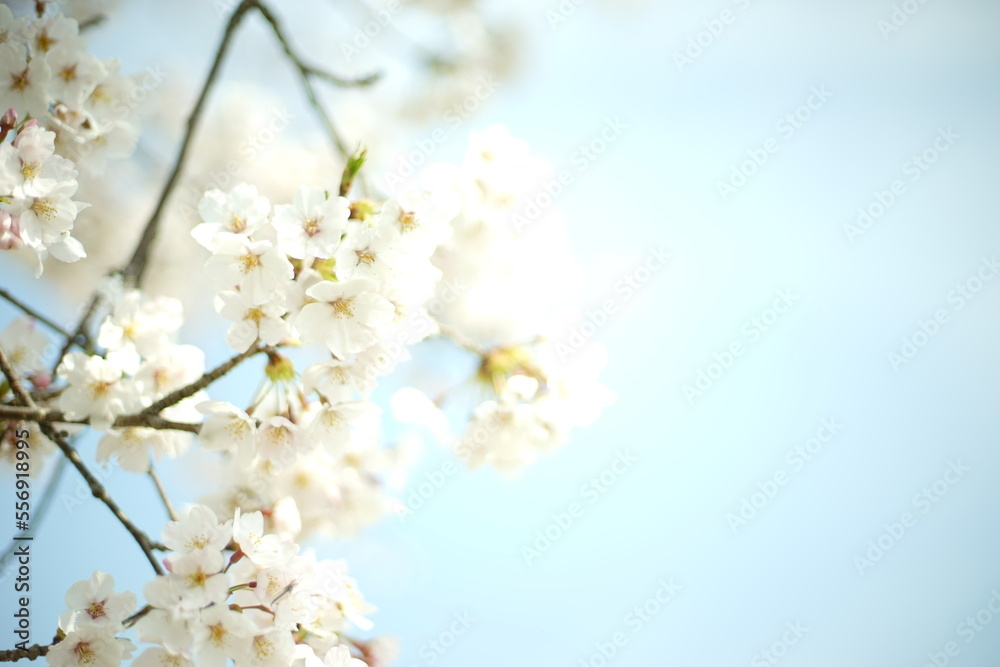青空をバックにして咲く桜の花
