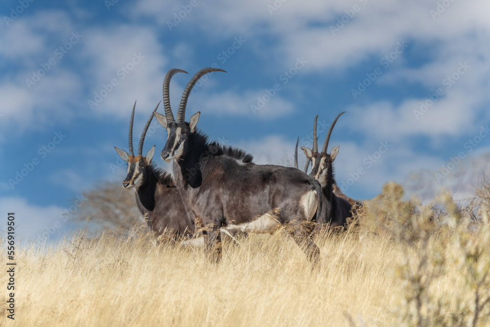 Sable antelope (Hippotragus niger), rare antelope with magnificent horns, South Africa - obrazy, fototapety, plakaty 