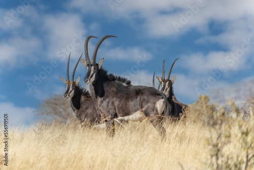 Sable antelope (Hippotragus niger), rare antelope with magnificent horns, South Africa