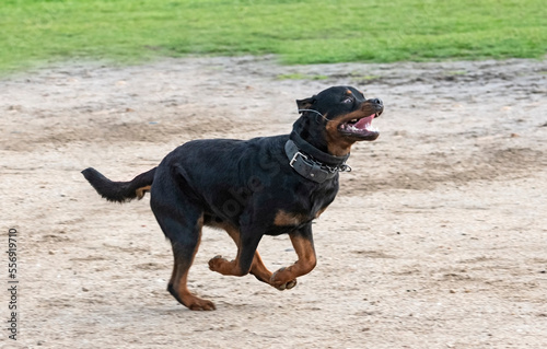 training of rottweiler