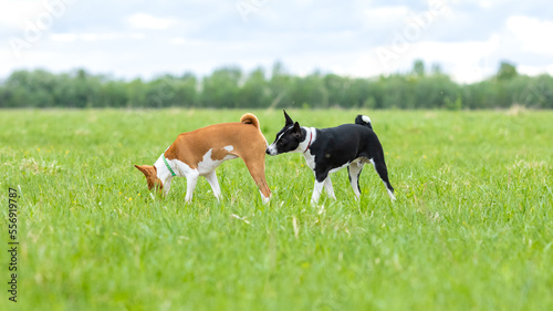 Obraz na płótnie Black and white basenji dog sniffing a red and white basenji on a walk in a gree