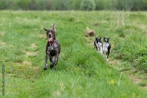 Dogs of the breed short-haired German Pointer and Basenji run across a green field